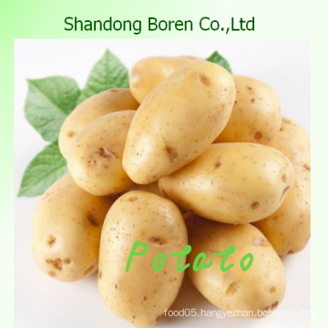 Supply Fresh Holland 8 Potato